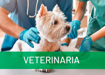 Todo el material para clínicas veterinarias